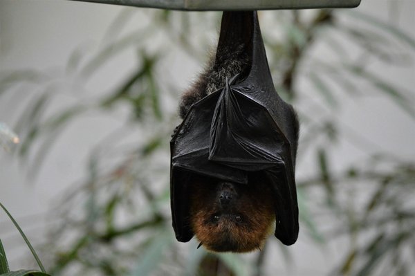Comment organiser un camping pour observer les chauves-souris en grotte?