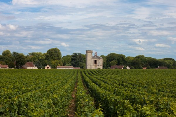 Comment organiser une visite des vignobles de la région de Champagne, France : circuits et dégustations ?